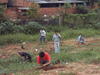 Plantio_20APP_20Jd_20Ricardo_20out_202005_20foto1b.JPG